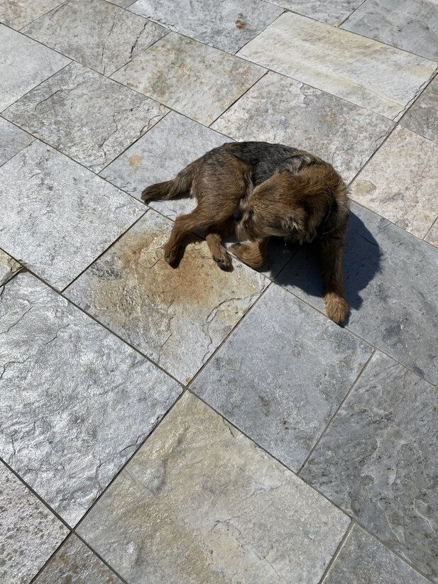 Hund auf Silberquarzit aestivate